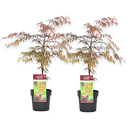 Plant in a Box Acer palmatum 'Garnet' - Set de 2 - Erable japonais - Pot 19cm - Hauteur 60-70cm