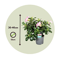 Plant in a Box Adenium Obesum - Blanc - Rose du désert - Pot 13cm - Hauteur 30-40cm