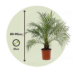 Plant in a Box Phoenix Rubelenii - Hauteur 80-90cm - Palmier nain - Pot 21cm