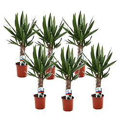 Plant in a Box Yucca Elephantipes - Set de 6 - 14cm - Hauteur 50-60cm