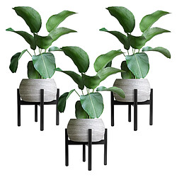 Présentoir à fleurs 25x25x30 cm Noir en métal ML-Design ML-Design 3x Support de Plantes, Métal Noir, 25x25x30 cm, Support de Pots de Fleurs jusqu'à 29 cm, Taille Réglable, Moderne, Déco Étagère pour Plantes, Intérieur/Extérieur, Porte-fleurs Chambre/Salon