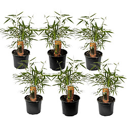 Plant in a Box Fargesia Asian - Set de 6 - Bambou non croissant - Pot 13cm - Hauteur 25-40cm