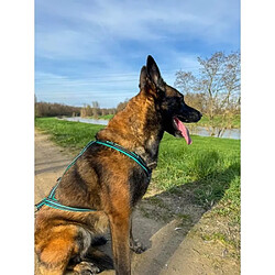 Avis No Name Harnais de traction pour chien - OLYMPIA - L - Type X-back - Bleu