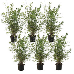 Plant in a Box Fargesia Gansu - Set de 6 - Bambou non invasif - Pot 17cm - Hauteur 50-70cm