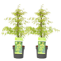 Plant in a Box Acer palmatum 'Emerald Lace' - Set de 2 - Erable - Pot 19cm - Hauteur 60-70cm 