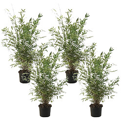 Plant in a Box Fargesia Gansu - Set de 4 - Bambou non invasif - Pot 17cm - Hauteur 50-70cm