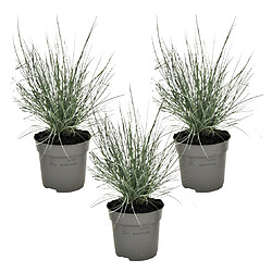 Plant in a Box Festuca glauca 'Elijah Blue' - Set de 3 Festuca - Pot 9cm - Hauteur 10-15cm