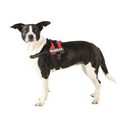 Equipement de transport pour chien