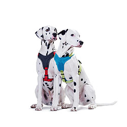 Equipement de transport pour chien