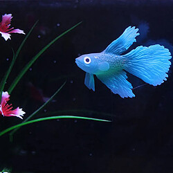 Avis Silicone Artificielle Douce Rougeoyant Effet Betta Poissons D'aquarium Réservoir Décor Bleu