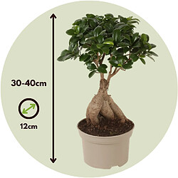 Plant in a Box Bonsaï Ficus Ginseng - Plante d'intérieur - Pot 12cm - Hauteur 30-40cm