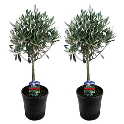 Plant in a Box Olea Europaea - Set de 2 - Olivier sur tige - Pot 14cm - Hauteur 50-60cm