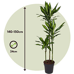 Plant in a Box Dracaena fragrans Cintho - Dragonnier - 24cm - Hauteur 140-150cm