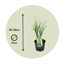 Plant in a Box Miscanthus Zebrinus - Herbe ornementale - Set de 2 - Pot 23cm - Hauteur 20-30cm