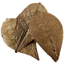 HOBBY NANO-FEUILLES DE BADAMIER 12 FEUILLES POUR AQUARIUM, 