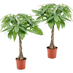 Plant in a Box Pachira Aquatica - Set de 2 - 'Arbre à argent' - Pot 17cm - Hauteur 60-70cm 