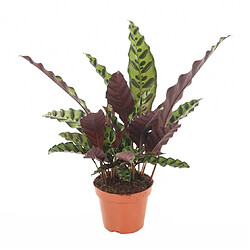 Plant in a Box Calathea Insignis - Marantaceae - Pot 12cm - Hauteur 30-40cm