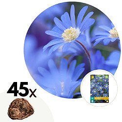 Plant in a Box Anemone Blue Shades x45 - Anémone des Grecs - Bulbes de fleurs résistantes