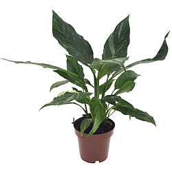 Plant in a Box Spathiphyllum Diamond 'lys de la paix' - Pot 12cm - Hauteur 40-50cm