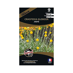 Sanrival Graines de fleurs premium craspedia globosa jaune