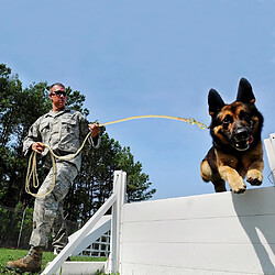 Acheter Universal Les chiens traquent la laisse.