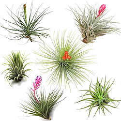 Plant in a Box Tillandsia mélange de plantes - Mix de 6 - Hauteur 5-15cm