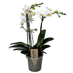 Plant in a Box Phalaenopsis Multiflora - Orchidée Blanc - Pot 12cm - Hauteur 35-45cm