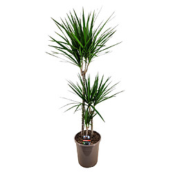 Plant in a Box Dracaena Marginata - Dragonnier XL - Pot de 24cm - Hauteur de 110-130cm