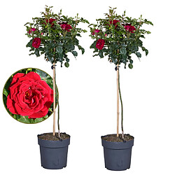 Plant in a Box Rosa Palace 'Pride' - Set de 2 - Rosiers tiges - pot 19cm - hauteur 80-100cm