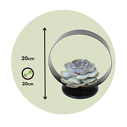 Plant in a Box Echeveria Black Metal Ring - succulente dans un anneau décoratif - 20 cm - Noir