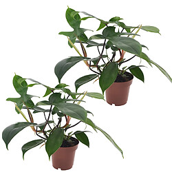 Plant in a Box Philodendron 'Vert de Floride' - Set de 2 - Pot 12cm - Hauteur 20-30cm