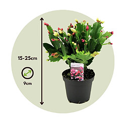 Plant in a Box Schlumbergera Tricolor - Set de 6 cactus de Noël - Pot 9cm - Hauteur 15-25cm