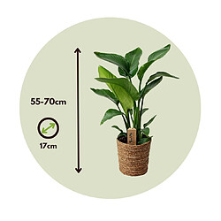 Plant in a Box Strelitzia Nicolai - Plante Oiseau de Paradis - Pot 17cm - Hauteur 55-70cm