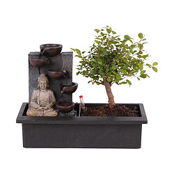 Plant in a Box Bonsaï avec système d'eau - Bouddha - Hauteur 25-35cm