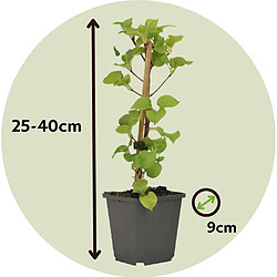 Plant in a Box Hortensia Petiolaris - Set de 3 - Hydrangea grimpant - Pot 9cm - Hauteur 25-40cm