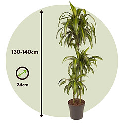 Plant in a Box Dracaena fragrans - 'Hawaiian Sunshine' - 24cm - Hauteur 130-140cm