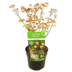 Plant in a Box Acer palmatum 'Petite princesse' - Erable japonais - Pot 19cm - Hauteur 45-55cm