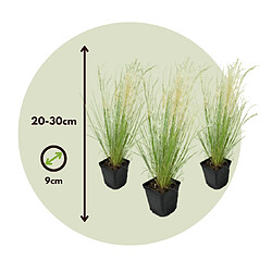 Plant in a Box Stipa tenuifolia 'Pony Tails' - Set de 3 - Herbe - Pot 9cm - Hauteur 20-30cm