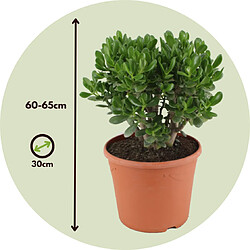 Plant in a Box Crassula ovata 'Minor' XL - Plante d'intérieur - Succulente - 30cm - H60-65cm