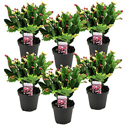 Plant in a Box Schlumbergera Tricolor - Set de 6 cactus de Noël - Pot 9cm - Hauteur 15-25cm 