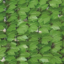 Jet7Garden Gamme haie feuilles de lierre 1,00mx3m