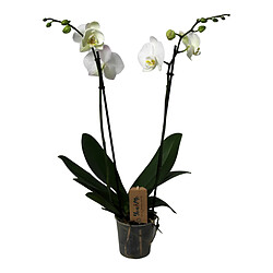 Plant in a Box Phalaenopsis - Orchidée Blanc - Pot 12cm - Hauteur 50-60cm