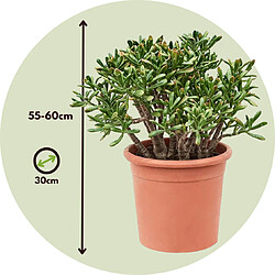 Plant in a Box Crassula ovata 'Hobbit' XL - Plante d'intérieur - Succulente - 30cm - H55-60cm