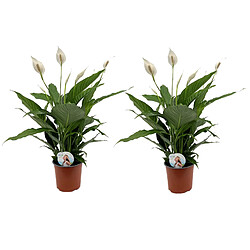 Plant in a Box Spathiphyllum Lima 'lys de la paix' - Set de 2 - Pot 17cm - Hauteur 60-75cm