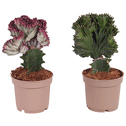 Plant in a Box Euphorbia mix - Mélange de 2 plantes - Pot 12cm - Hauteur 25-30cm