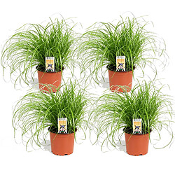 Plant in a Box Cyperus - Set de 4 - Herbe à chat - 12cm - Hauteur 30-40cm 