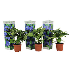 Plant in a Box Hydrangea macrophylla - Bleu - Set de 3 - Hortensia - Pot 9cm - Hauteur 25-40cm