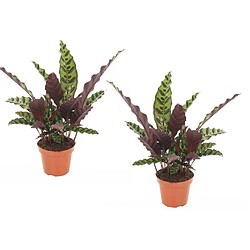 Plant in a Box Calathea Insignis - Set de 2 - Marantaceae - Pot 12cm - Hauteur 30-40cm