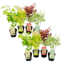 Plant in a Box Acer palmatum - Set de 8 - Erable du Japon - Pot 10,5cm - Hauteur 25-40cm