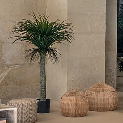 Avis Atmosphera, Createur D'Interieur Palmier Yucca tropical H150 cm - ATMOSPHERA